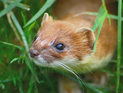 The Life Of The Stoat HubPages