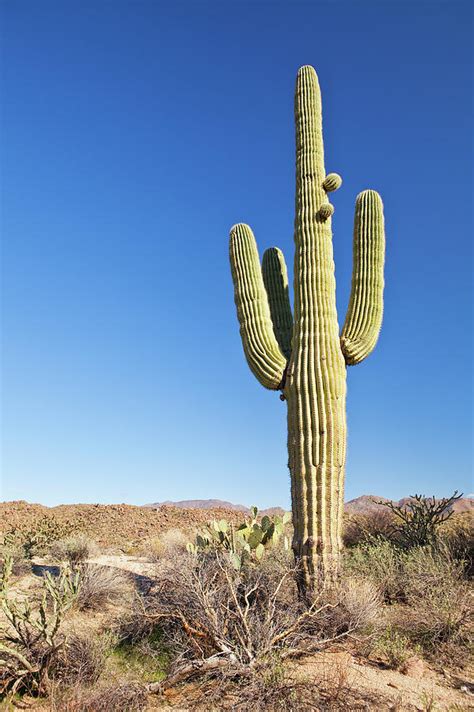 Usa Arizona Phoenix Saguaro Cactus Photograph By Bryan Mullennix
