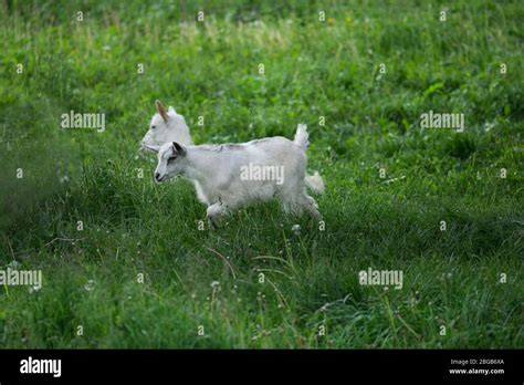 Goat Kids Playing Together Cute Goat Grazing On Grass Little Kid