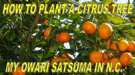 How To Plant A Citrus Tree Grow Cold Hardy Citrus In Northern