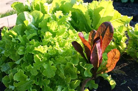 Tips for healthy vegetables in pressure treated wood beds. Can You Use Pressure Treated Wood in a Vegetable Garden?