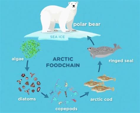 Polar Region Food Web