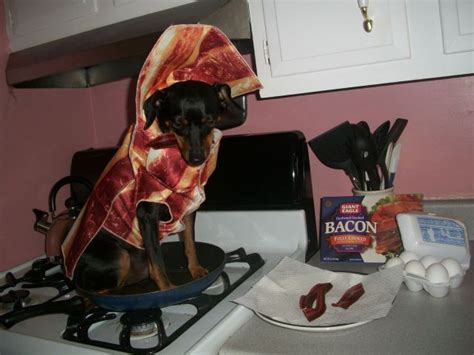 Irti Funny Picture 5619 Tags Dog Bacon Costume Frying Pan Bacon