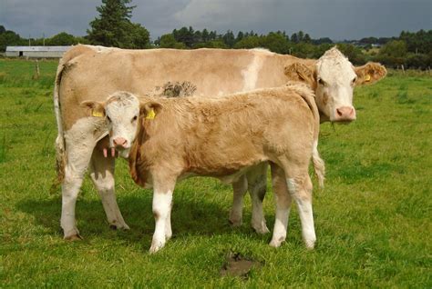 Beef Focus Breeding The Ultimate Cow With Polled Simmentals In Co