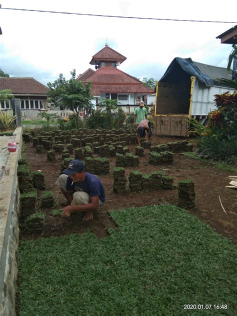 Jual rumput gajah mini di jakarta, depok, bogor, tangerang, bekasi. Info harga jual rumput taman gajah mini di jember ~ JUAL ...