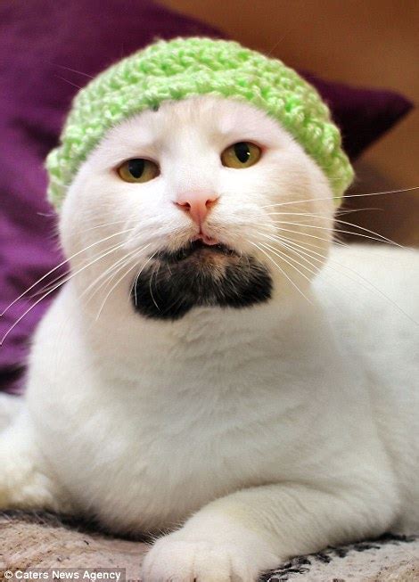 Hipster Cat Gary With A Goatee Looks Like U2s The Edge Daily Mail Online