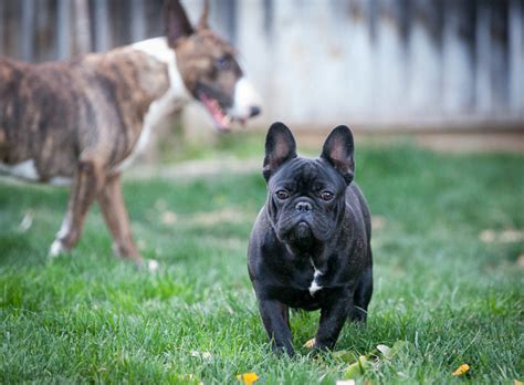 Honorable english bulldogs will now provide sky meadow's health, loving english and french bulldogs to your forever home. Caramuru Kennel :: Boston Terriers and French Bulldogs ...