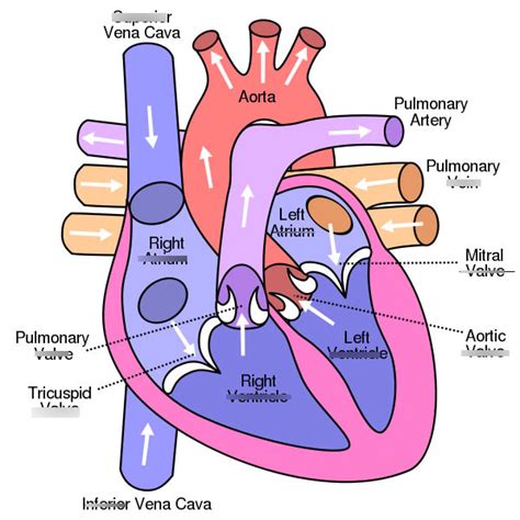 The Heart Pumps Blood Throughout Your Body But How Diagram Quizlet