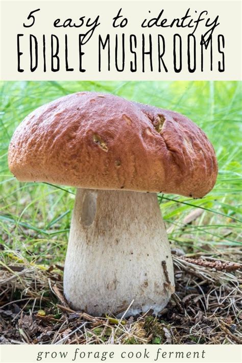 Identifying Edible Wild Mushrooms
