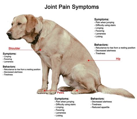 How To Spot The Early Signs Of Dog Arthritis Doglopedix