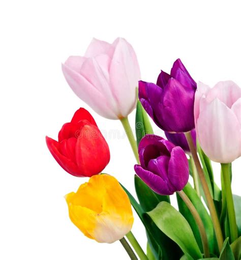 Spring Tulip Flowers Bunch Stock Image Image Of Bloom 36217043
