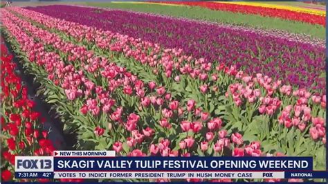 Skagit Valley Tulip Festival Opening This Weekend Fox 13 Seattle
