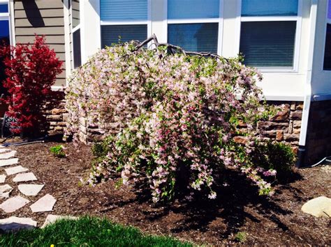 Weeping Crabapple In Full Bloom Highly Recommended Specimen Tree
