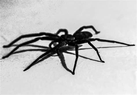Black And White Spiders — Hive