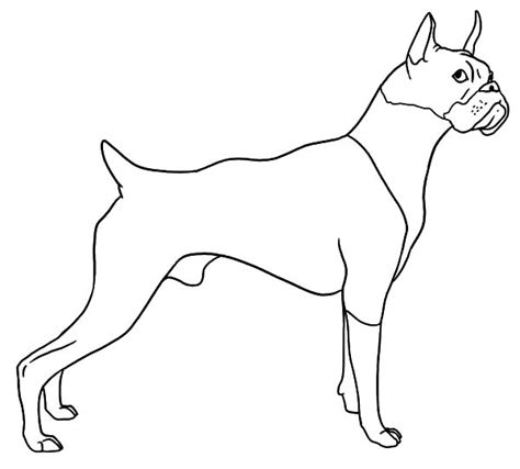 He was predominantly brown in colour with the exception of his underside, and the majority of his face which. Boxer Dog Hearing Sound Coloring Pages : Best Place to Color