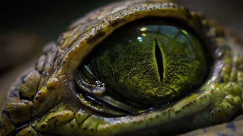Animals Macro Reptile Eyes Wallpapers Hd Desktop And Mobile