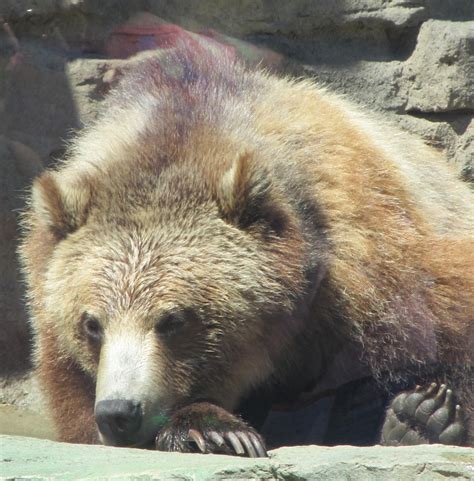 Grizzly Bear Free Stock Photo - Public Domain Pictures