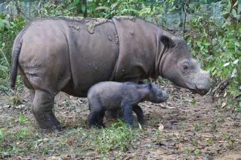 Critically Endangered Sumatran Rhino Pregnant Conservationists