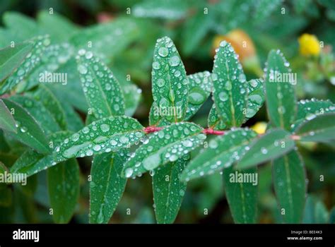 Waxy Leaves Hi Res Stock Photography And Images Alamy