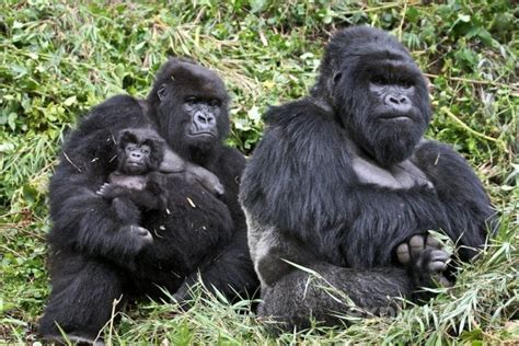 Il Gorilla Un Antico Abitante Della Foresta Che Rischia Di Scomparire
