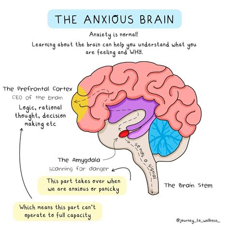 Gerry🧠🌱 On Twitter The Anxious Brainna Young Person Who Is