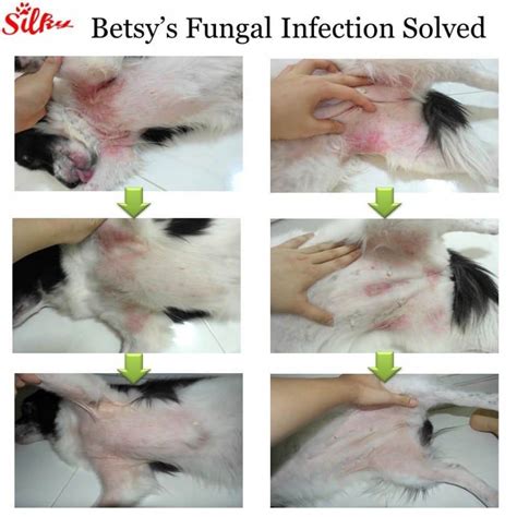 Fungal Infection Solved Dog Yeast Infection Skin Dog Allergies Dog