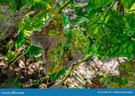 Mosaic Virus On Leaves Of A Cucumber Plant Stock Photo Image Of