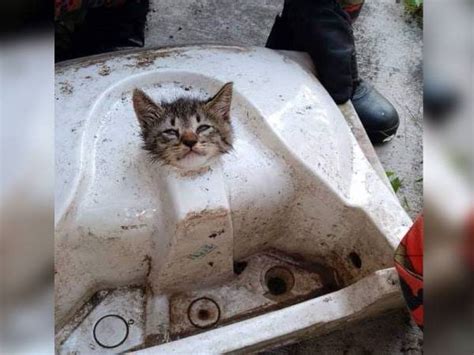 Shingeki no kyojin episodio 1. Bomba selamat anak kucing tersekat pada singki dapur