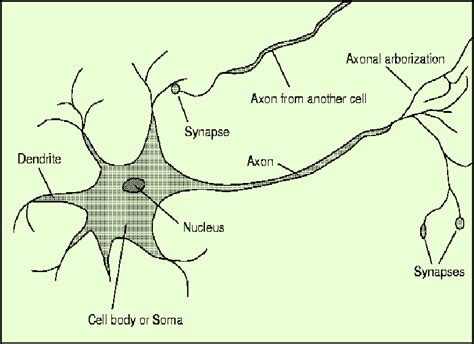 Schematic Diagram Of A Biological Neuron Download Scientific Diagram