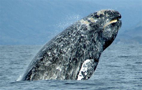 hopeful signs for declining population of gray whales along west coast