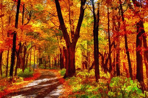 Autumn Forest Path Photograph By Roger Passman