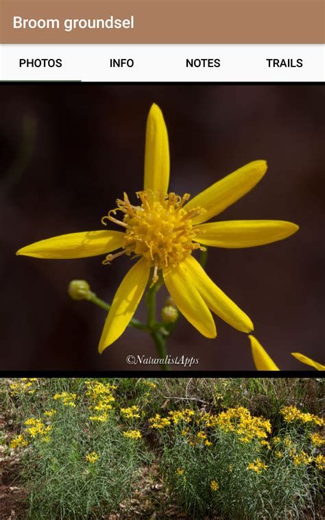 Wildflower Identification App Best Flower Site