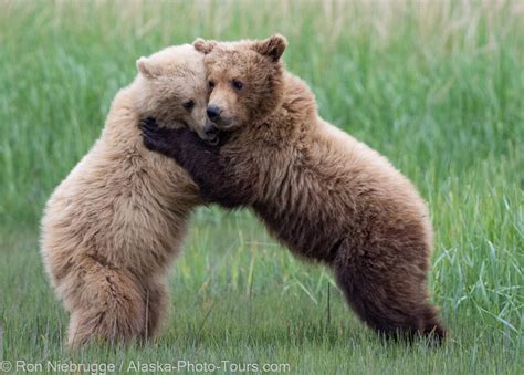 Alaska Bears Photo Blog Niebrugge Images