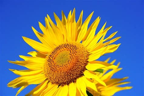 Walaupun bunga ini memiliki warna yang cerah namun tidak satupun yang menyatakan cintanya dengan bunga matahari. 5+ Filosofi Bunga Matahari Terlengkap Fakta Unik ...