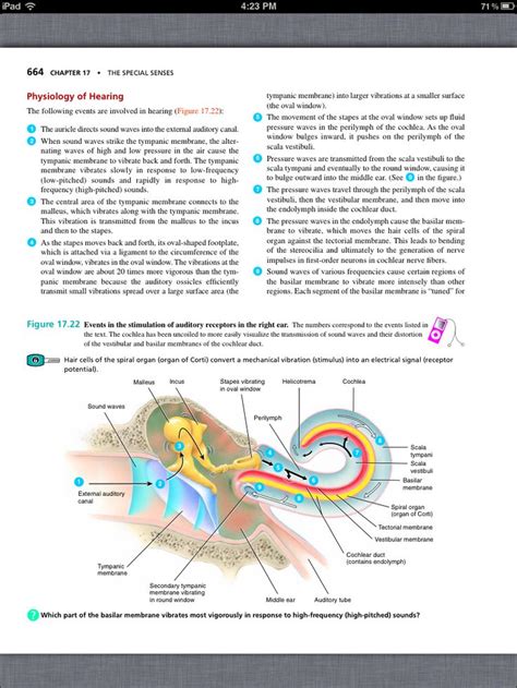 Principles Of Anatomy And Physiology Chapter 17 The Special Senses