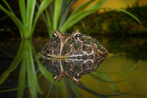 Download Amphibian Reflection Animal Frog 4k Ultra Hd Wallpaper
