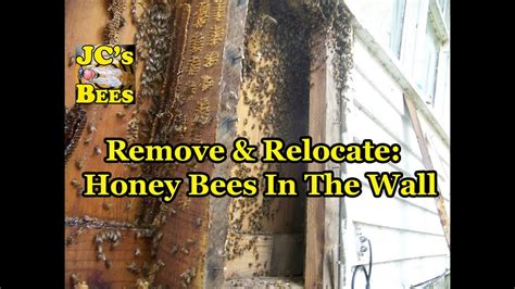 Check out our bee wall decor selection for the very best in unique or custom, handmade pieces from our wall décor shops. Remove & Relocate: Honey Bees In The Wall - YouTube