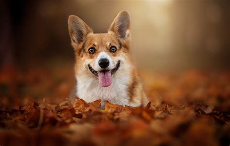 Wallpaper Autumn Language Look Leaves Foliage Face Bokeh Doggie