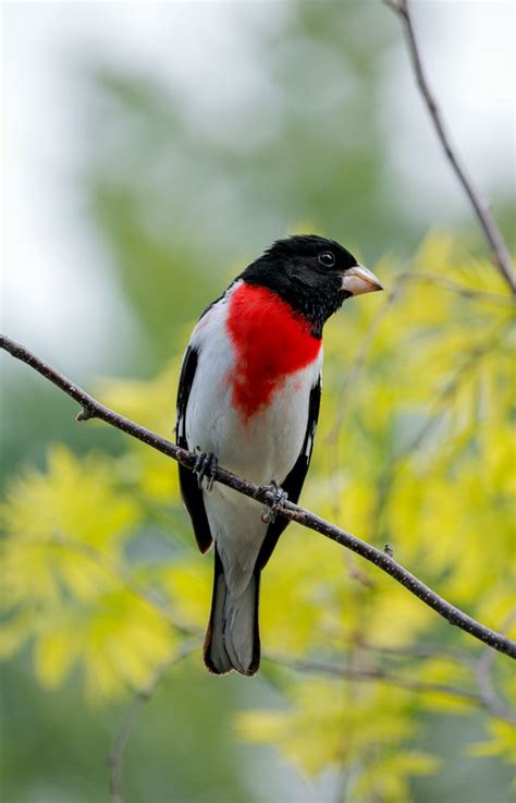 A Red And Black Bird Sitting On Top Of A Tree Branch