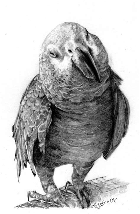 Animal drawings animal art pencil drawings pencil drawings of animals realistic drawings drawings animals pencil portrait fox drawing. Pictures: Realistic Drawings | Amazing, Funny, Beautiful, Nature, Travel and much more...