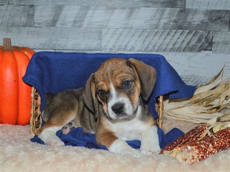 Maybe you would like to learn more about one of these? Beabull-DOG-Female-Brown and White-2905836-Petland ...
