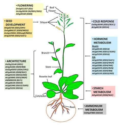 Overview Of Multiple Functions Of Idds In Plant Growth And Development