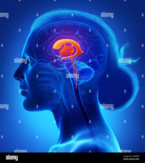 3d Rendering Medical Illustration Of Female Brain Ventricles Anatomy