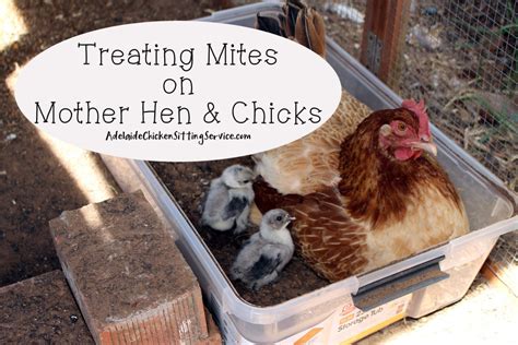 76 Hd How To Treat Mites On Chickens Australia Insectza