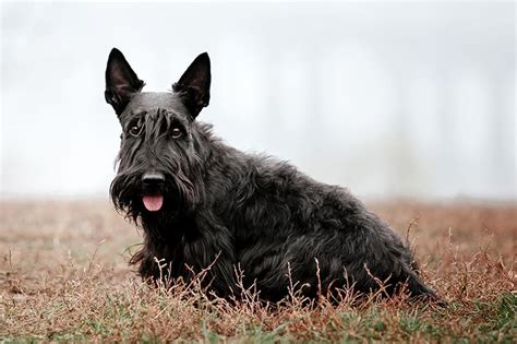 Don't ignore symptoms and let them go on. Symptoms of Bladder Cancer in Dogs & Available Treatments ...