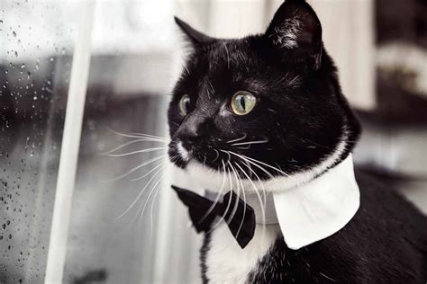 Fun Facts And Trivia About Tuxedo Cats Pet Friendly House