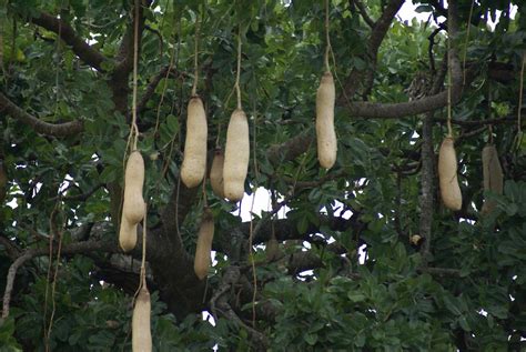 Fruits Of The African Sausage Tree Sausage Tree Fruit Is