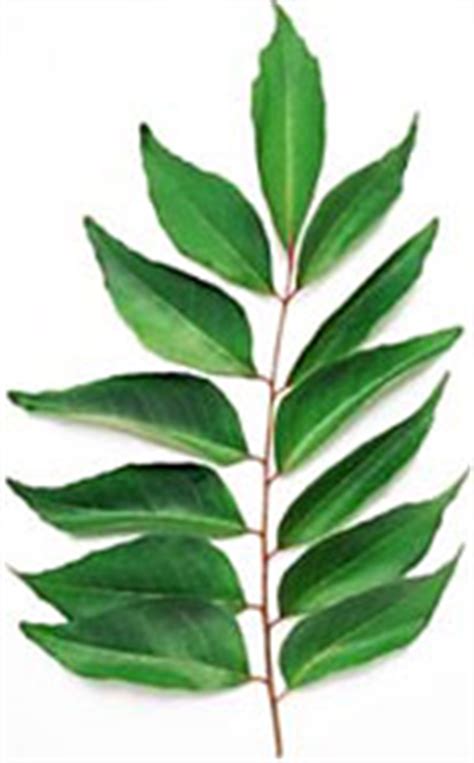 They are rich in vitamin c, calcium, phosphorus, iron, and one of the many benefits of curry leaves for hair is that they impart a beautiful tone to your mane. Curry Leaves
