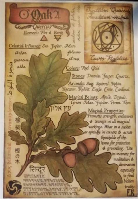 Bos Artwork Oak Herbal Grimoire Page In 2023 Grimoire Book Witch