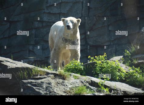 Polar Bear In The Zoo Watching Around Stock Photo Alamy